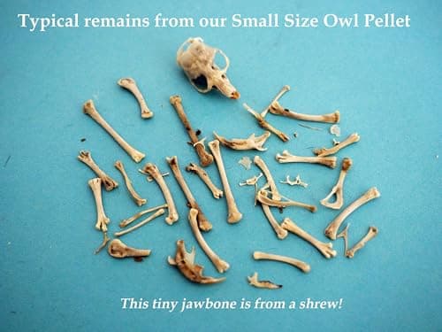 Pellets Barn Owl Pellet, Small (Pack of 20) image